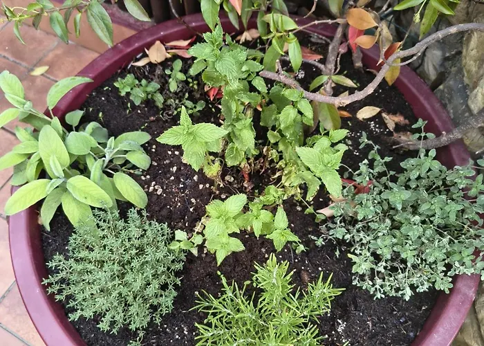 La Casetta Di Dora Holiday home Chiusanico