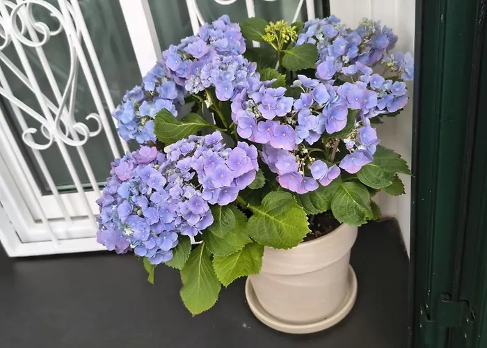 La Casetta Di Dora Holiday home Chiusanico